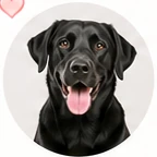 Czarny labrador